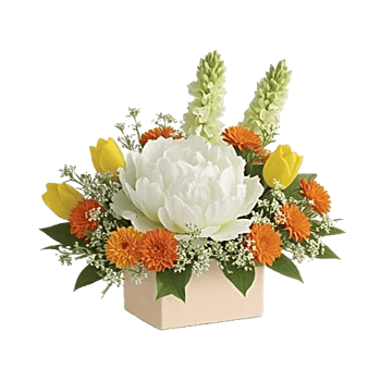 Petal Radiance Bliss