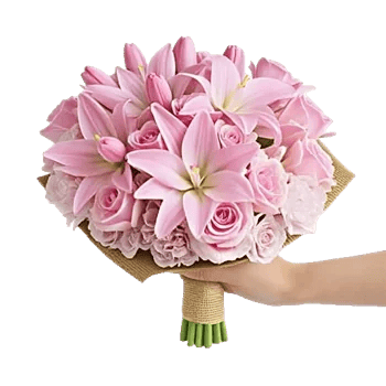 Pastel Pink Roses