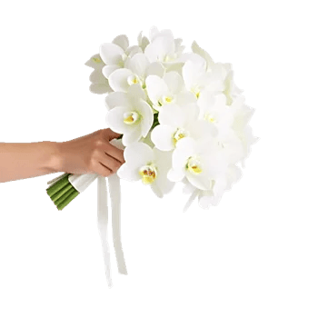 Minimalist White Orchids