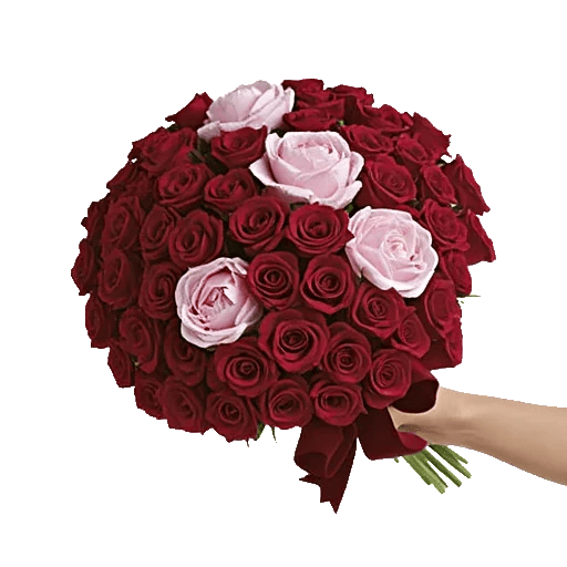 Crimson Rose Elegance