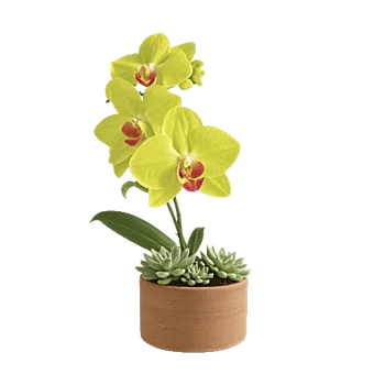 Serenity Orchid Bloom