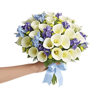 Elegant Calla Lilies