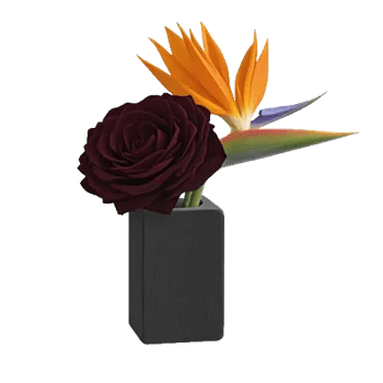 Modern White Orchids