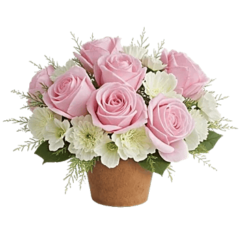 Pastel Pink Roses