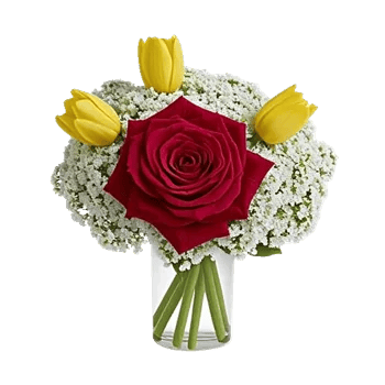 Radiant Rose Symphony