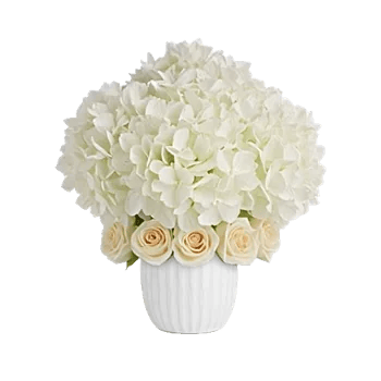 Ivory Blossom Radiance