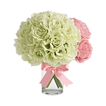 Ivory Blossom Radiance