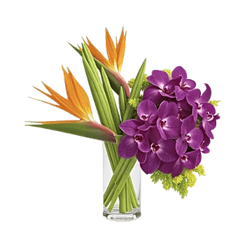 Orchid Bloom Cascade