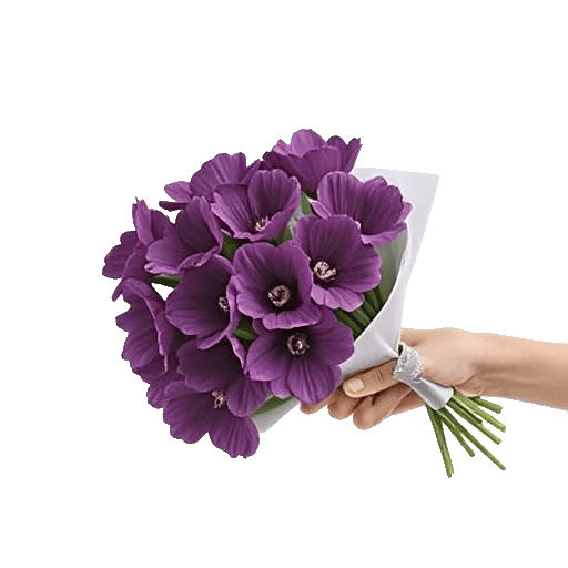 Blushing Rose Symphony