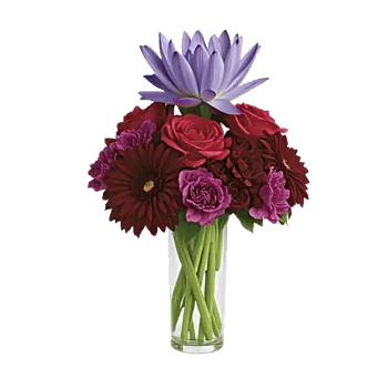 Petal Radiance Bliss