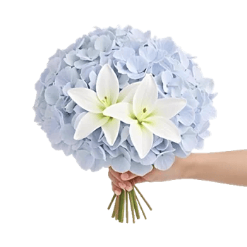 Serene Petal Harmony