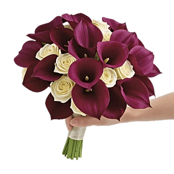 Elegant Calla Lilies