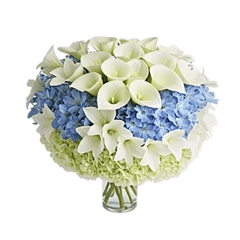 Elegant Calla Lilies