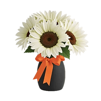 Modern White Orchids