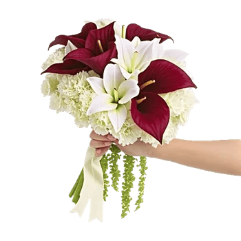 Elegant Calla Lilies