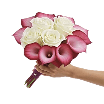 Elegant Calla Lilies