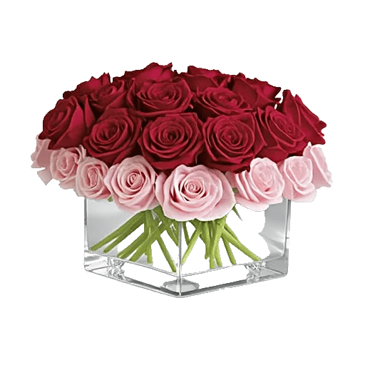 Crimson Rose Elegance