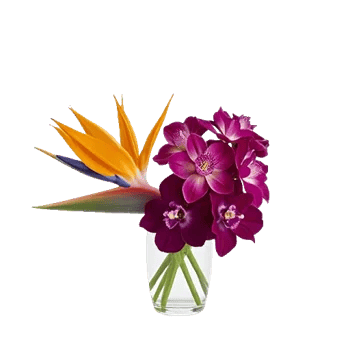Orchid Bloom Cascade
