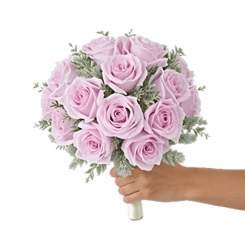 Pastel Pink Roses