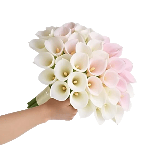 Elegant Calla Lilies