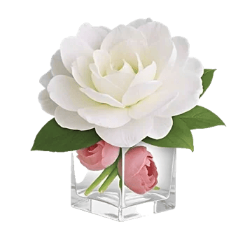 Elegant Calla Lilies