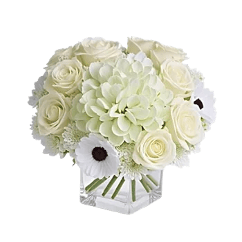 Ivory Blossom Radiance