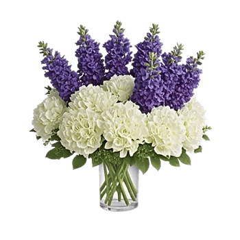 Serene Petal Harmony