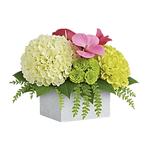 Modern White Orchids