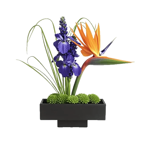 Minimalist White Orchids