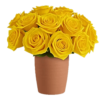 Golden Rose Radiance