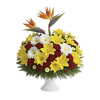 Petal Radiance Bliss