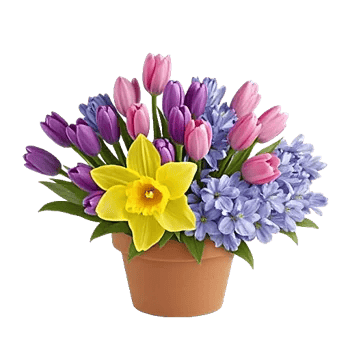 Crisp Spring Blooms