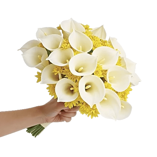 Elegant Calla Lilies