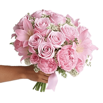 Pastel Pink Roses