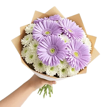 Plum Blossom Radiance