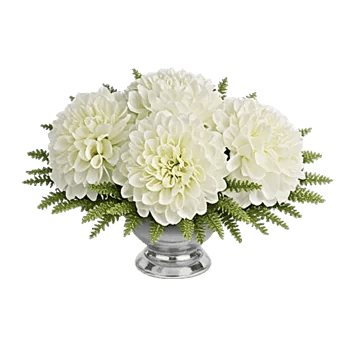 Minimalist White Orchids