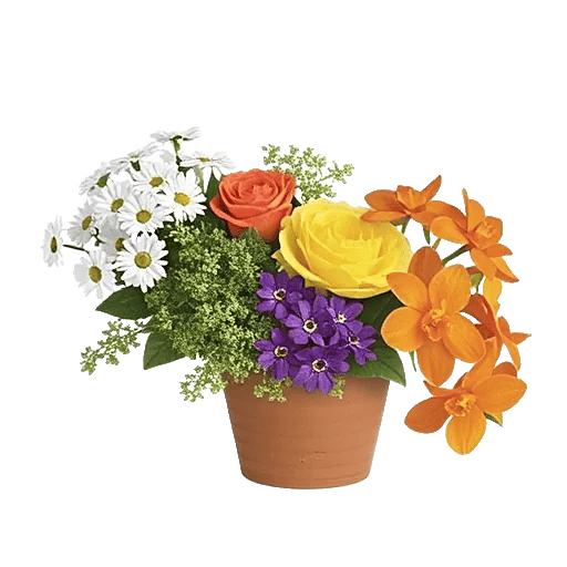 Petal Radiance Bliss