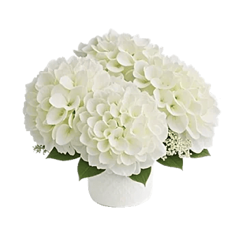 Ivory Blossom Radiance