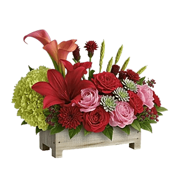Elegant Calla Lilies