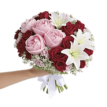 Peony Petal Harmony