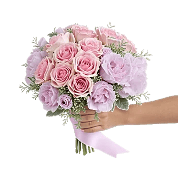 Pastel Pink Roses