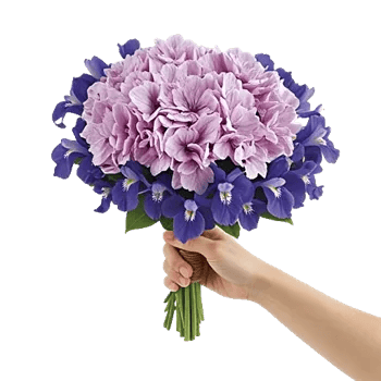 Serene Petal Harmony