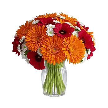 Vibrant Orange Delight