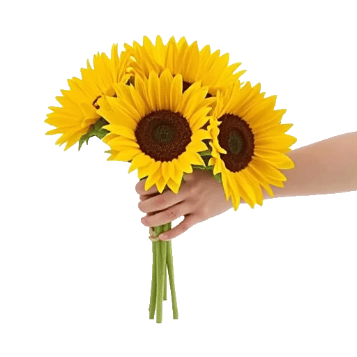 Twinkling Sunflower Dance