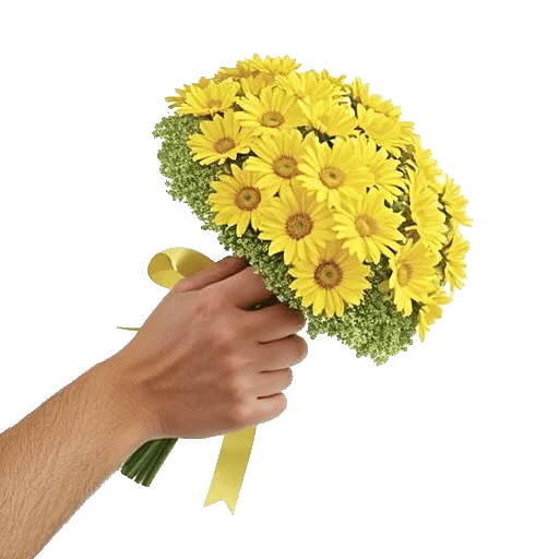 Enchanting Daisy Garden