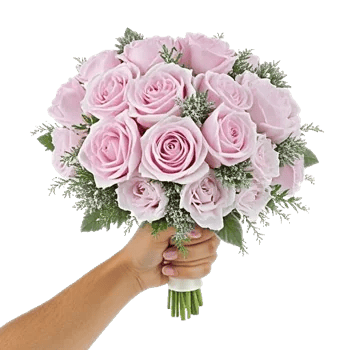 Pastel Pink Roses
