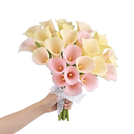 Elegant Calla Lilies