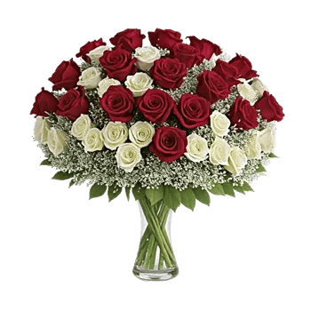 Radiant Rose Symphony