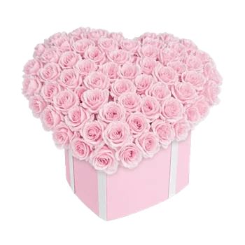 Pastel Pink Roses