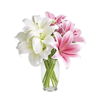 Graceful Lily Display